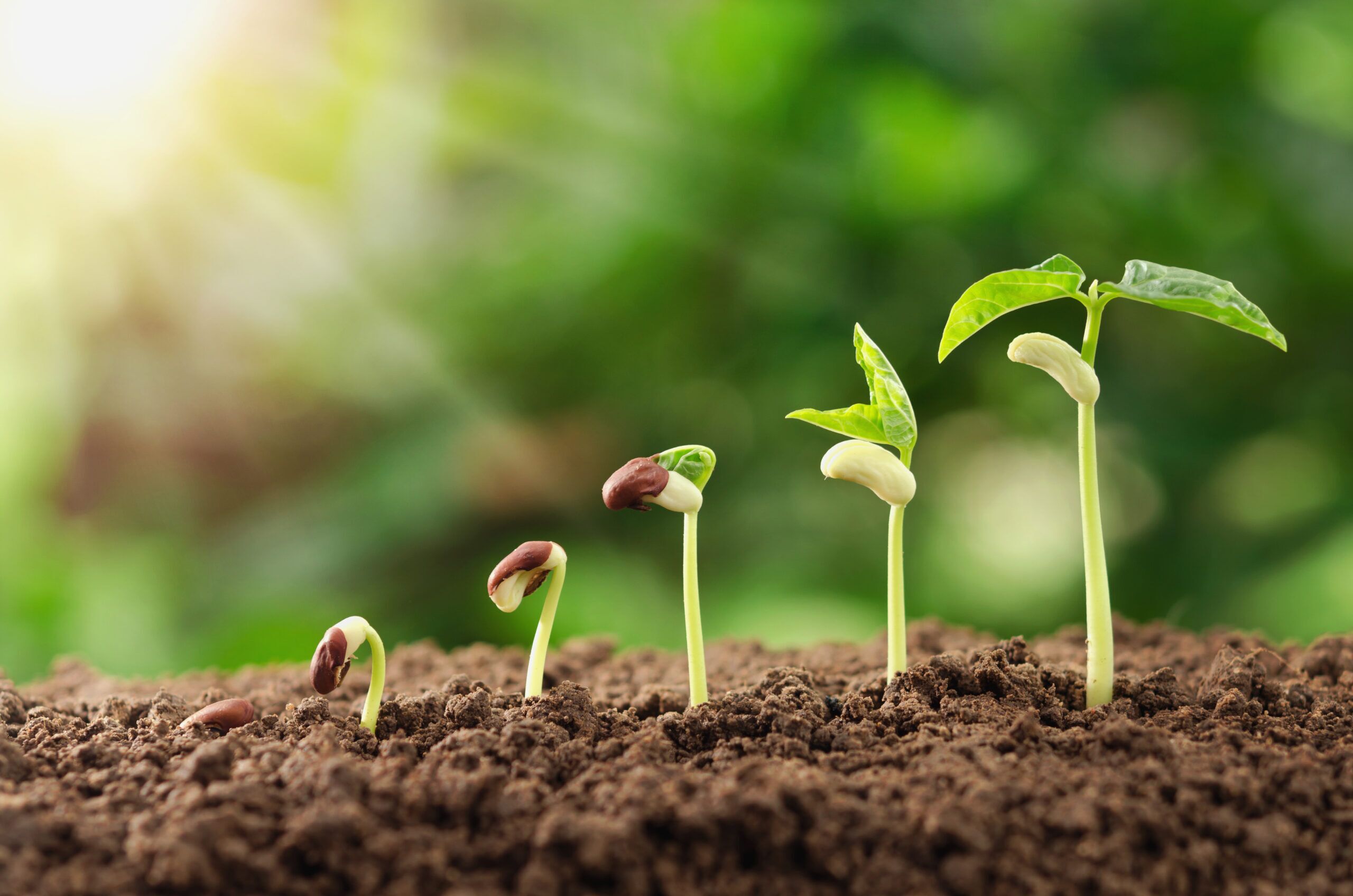 Agriculture,Plant,Seeding,Growing,Step,Concept,In,Garden,And,Sunlight
